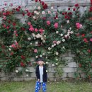 🌹도심 속 예술 산책, 중랑 서울장미축제에서 만난 감성 체험🌸