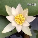 수련 이미지