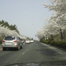 벚꽃주택 이미지