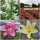 양귀비는꽃ㅡ양귀비과에 속하는 두해살이풀 ㅡ꽃은 5~6에 피며ㅡ여러가지 색이있다ㅡ우리나라에서는ㅡ약용 관상용으로 재배하고 있다 ㅡ 이미지