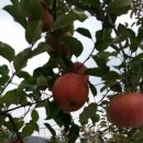 참이슬 농원 이미지