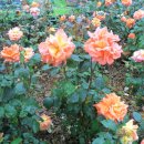 화서역 삼거리1 이미지