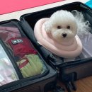 퀸 애견 이미지