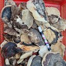 소나무잔나비버섯 산청목 여주 황기 판매 이미지