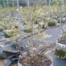 비취 블루베리 이미지