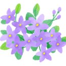 지솔블러썸 (Jisol blossom)