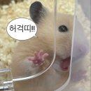 폼드팡 이미지