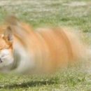 온대 Daum카페