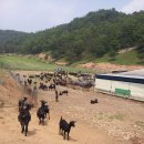 홍길동흑염소 - 장성군 전고개로 236 | 홍길동흑염소