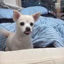 블레스동물메디컬센터 | 보름이 대수술 여정[24시 블레스동물메디컬센터]