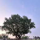 팔레센트 네이버블로그