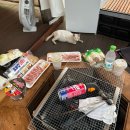 개냥이 | 가평 숲속의정원글램핑 후기 (완전 개냥이를 만났슈 🐈)