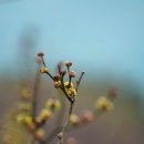 자갈치곰장어 이미지