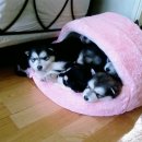 카페 고견 이미지