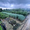 해돈농장 이미지