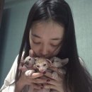 우리고양이 이미지