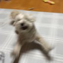 네오펫동물메디컬센터