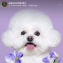 애플주니스튜디오 이미지