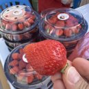 검세2 | 삼량진 딸기축제 방문 후기, 아이와 가기 좋은 봄 축제