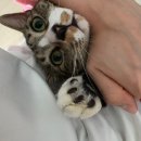 🤎이핫초코🤎 강아지관절영양제,슬개골탈구,관절영양제,한국바이오펫 조인트케어 후기