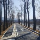 시도 15호선 목백합 이미지