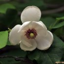 노고단-6 이미지