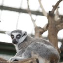 여우도토리 이미지