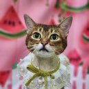 옥스 그루밍 이미지