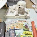 멍멍샤워 | 2025 부산펫쇼 개막 첫날 참가브랜드 소개 및 서포터즈 방문후기