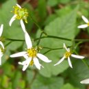 노고단-8 이미지