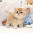 미오미오 고양이분양 이미지