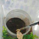 갈마치로 이미지