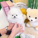 타이니퍼피 강아지분양 고양이분양 서울송파 | 반려견입양 미니포메라니안분양 정확한 정보 궁금하세요?