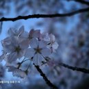 소락스위스 이미지