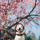 행복한 강아지 이미지