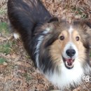 마치집인냥 이미지