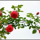 행복한하루 이미지