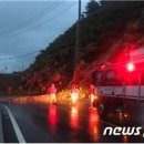 국도22호선가로수 이미지