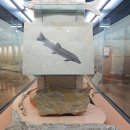 부산해양자연사박물관 이미지