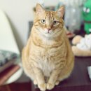 고냥이네 이미지