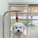 와니살롱 이미지