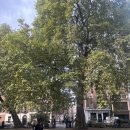 한국관가든 | 런던 Day3 | Maison Bertaux 스콘, 대영 박물관, 라이언킹 뮤지컬, 스카이가든 전망대