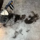 하린상사 | [일상] 녹아버려요..