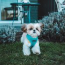 라온펫동물병원 이미지