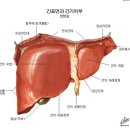 식면신동요법,식이란,,,,상황버섯,,,각종암에좋은 상황버섯,,.
