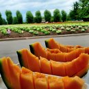 9월2(화)~5(금)ㅡ북해도 토마무리조트 이미지