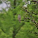 불두화/설구화/털설구화(라나스) 이미지