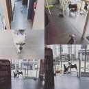 미사마이펫동물병원 이미지