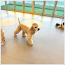 아담스펫살롱 이미지