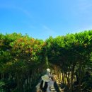 거제갈곶 | [경남/거제] 외도 보타니아 솔직 방문 후기 / 도장포 유람선 / 유람선 꿀팁 / 외도 보타니아 입장권...